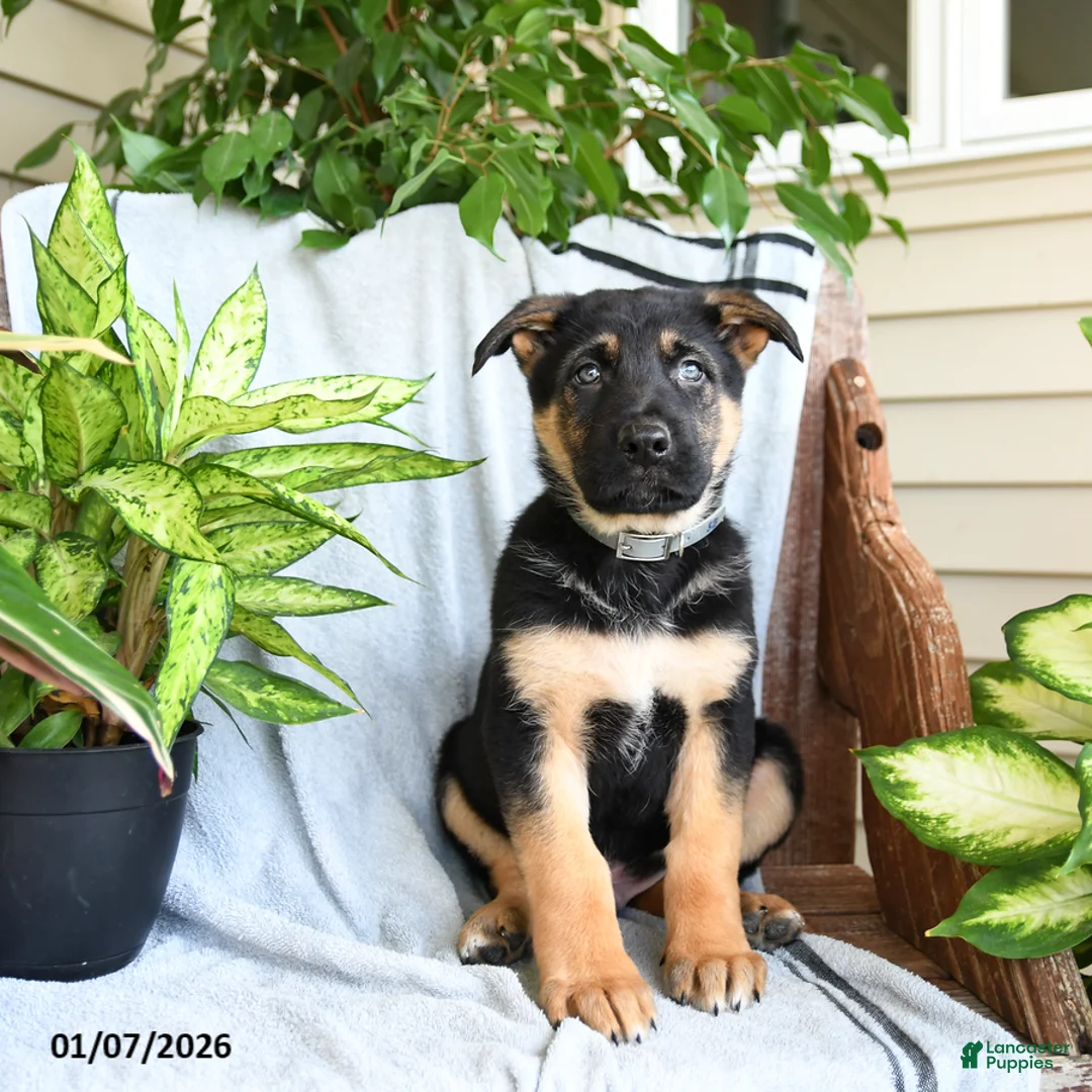 German Shepherd dogs for sale: Neil - Ad 4