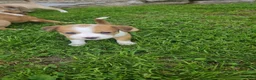 Mixed Breed dogs for sale: Potato - Ad 9