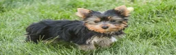 Yorkshire Terrier dogs for sale: Cheyenne - Ad 10