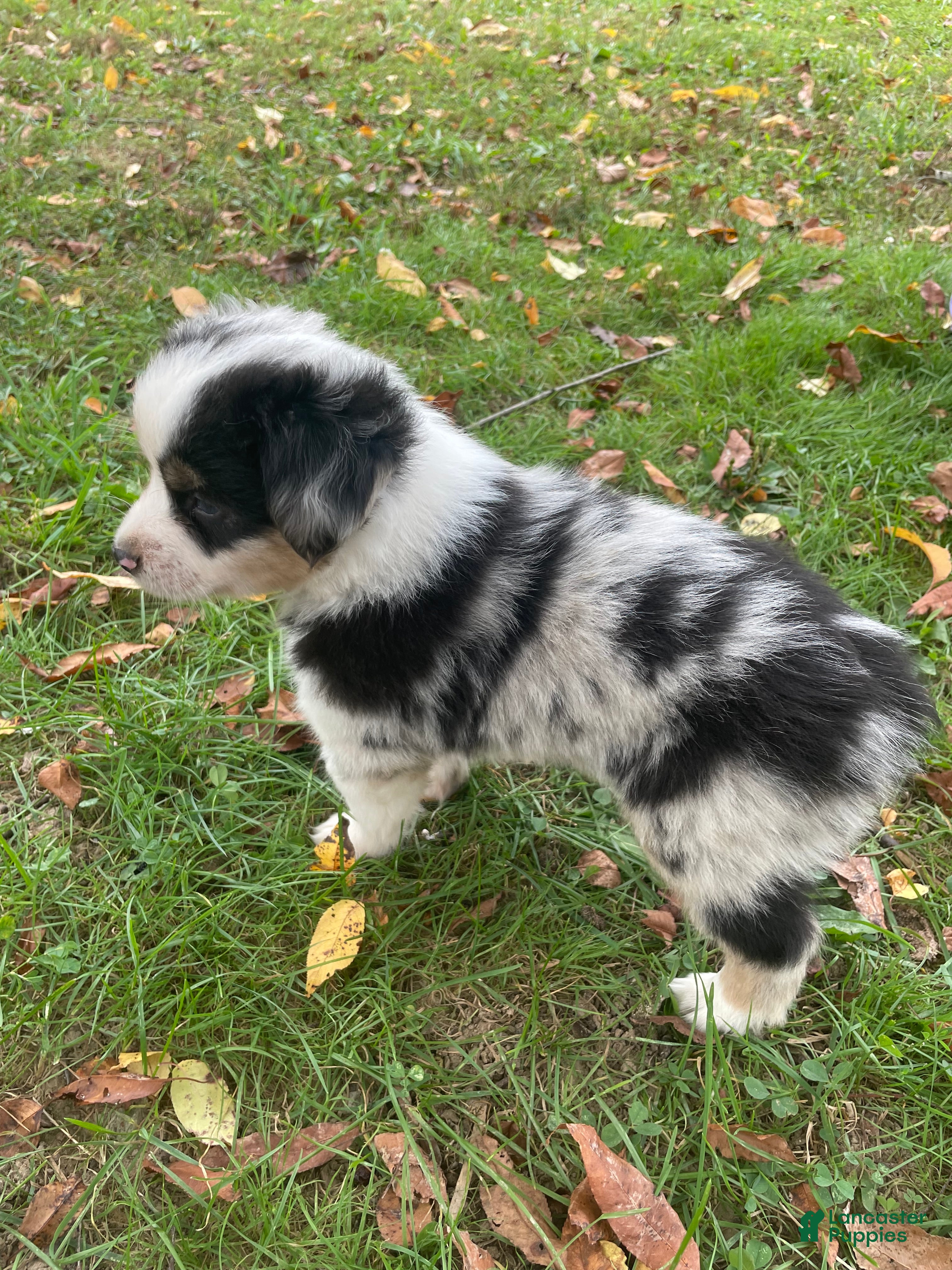 Miniature Australian Shepherd dogs Miniature Australian Shepherd 1 - Ad 3