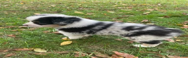 Miniature Australian Shepherd 1