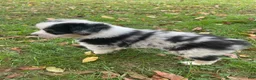 Miniature Australian Shepherd dogs for sale: Miniature Australian Shepherd 1 - Ad 1