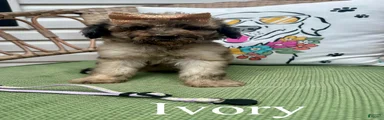 Ivory 