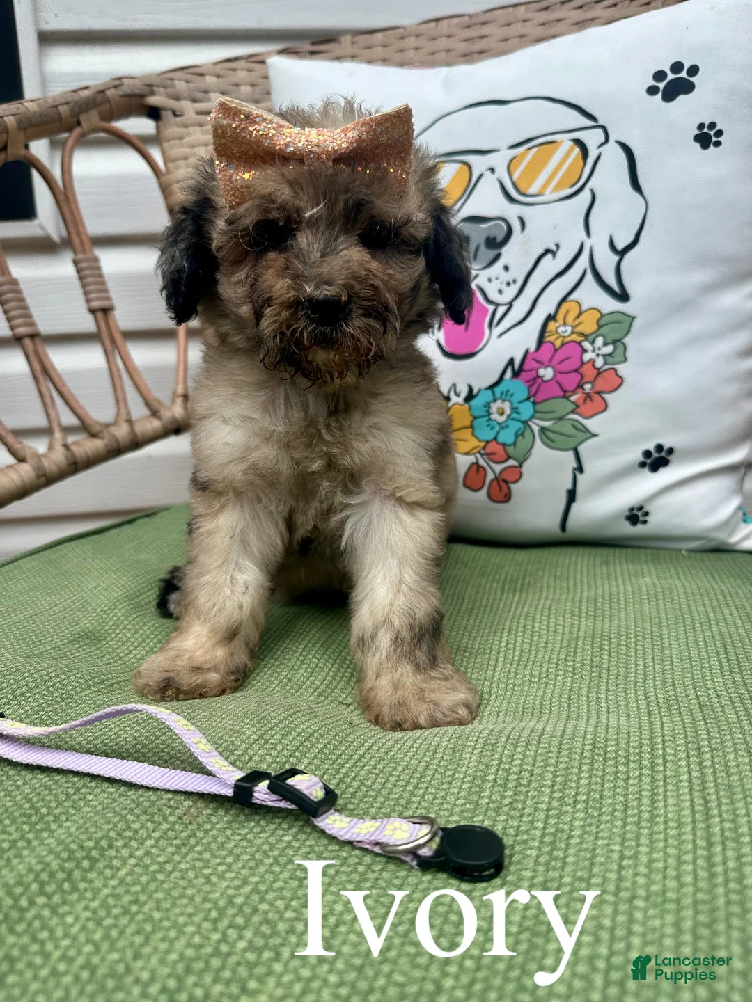 Standard Poodle dogs for sale: Ivory  - Ad 1