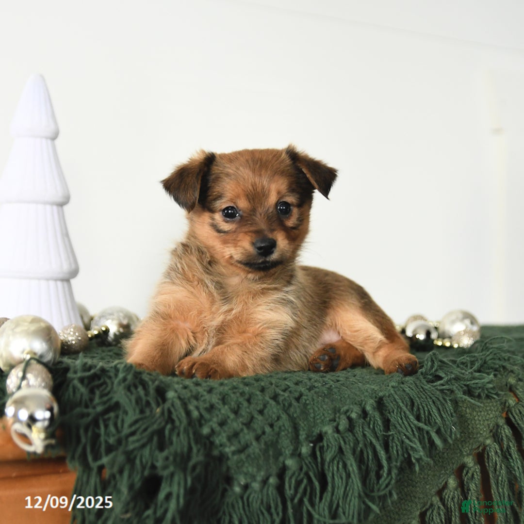 Mixed Breed dogs for sale: Leo - Ad 4