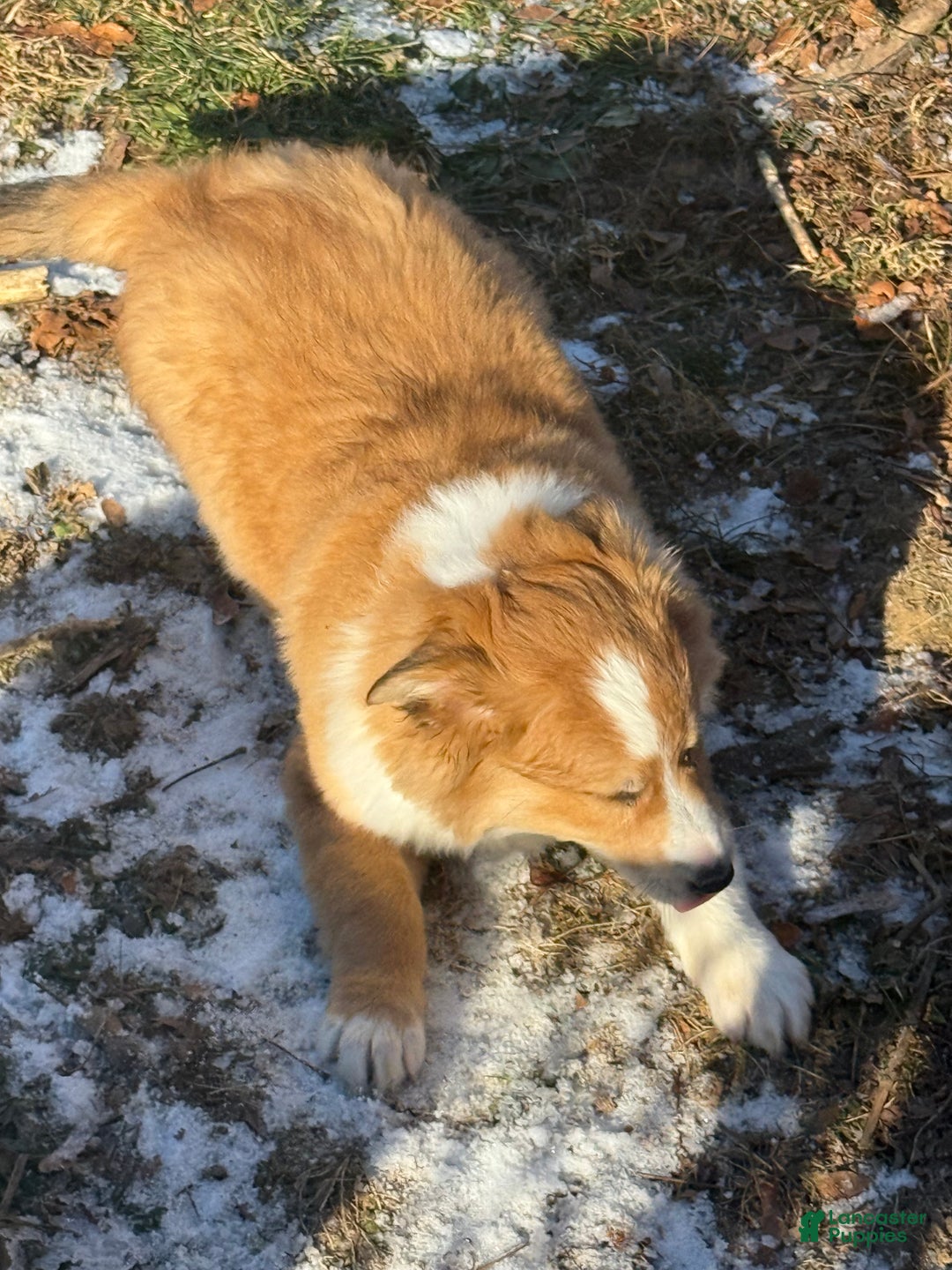 Mixed Breed dogs for sale: Mixed Breed Puppy 2 - Ad 3