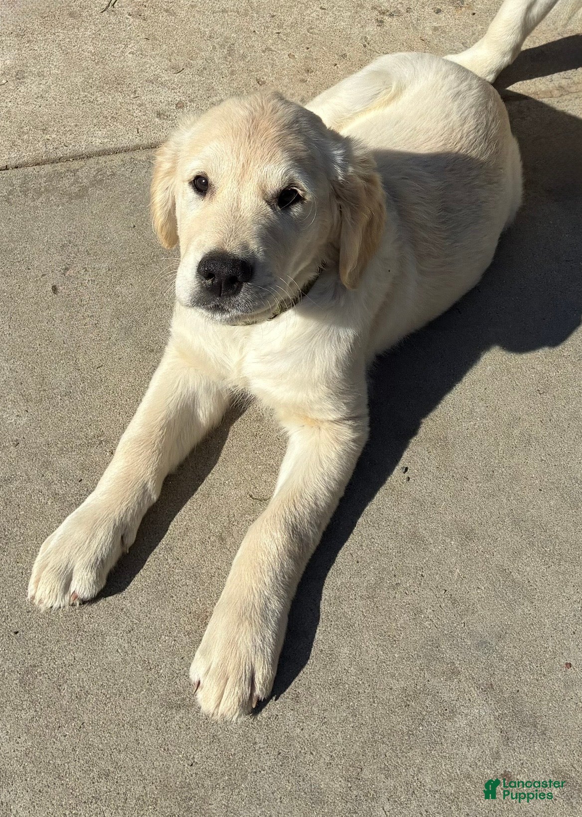 Goldador dogs Diesel  - Ad 27