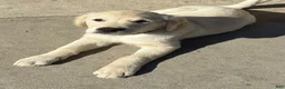 Goldador dogs for sale: Diesel  - Ad 1