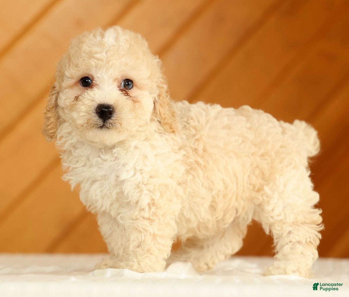 Toy Poodle dogs Dakota - Ad 1