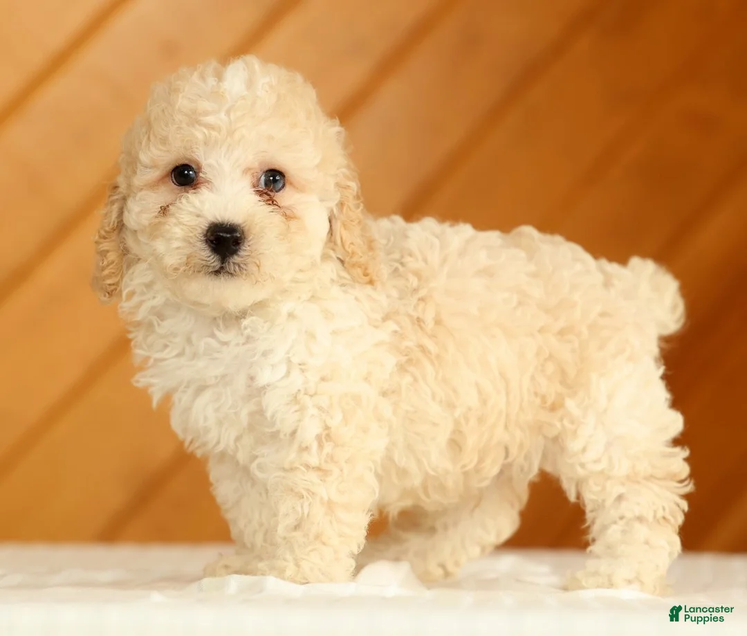 Toy Poodle dogs for sale: Dakota - Ad 1