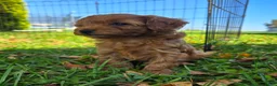 Cavapoo dogs for sale: Simba - Ad 9