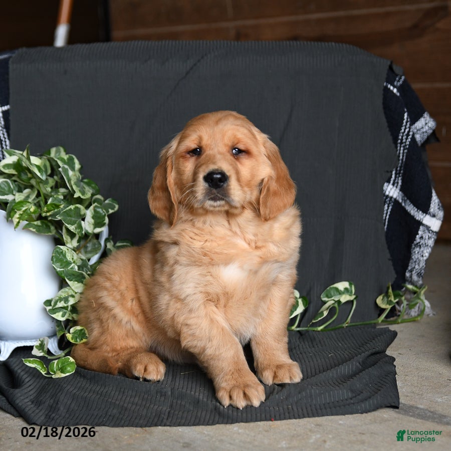 Golden Retriever dogs Echo - Ad 2
