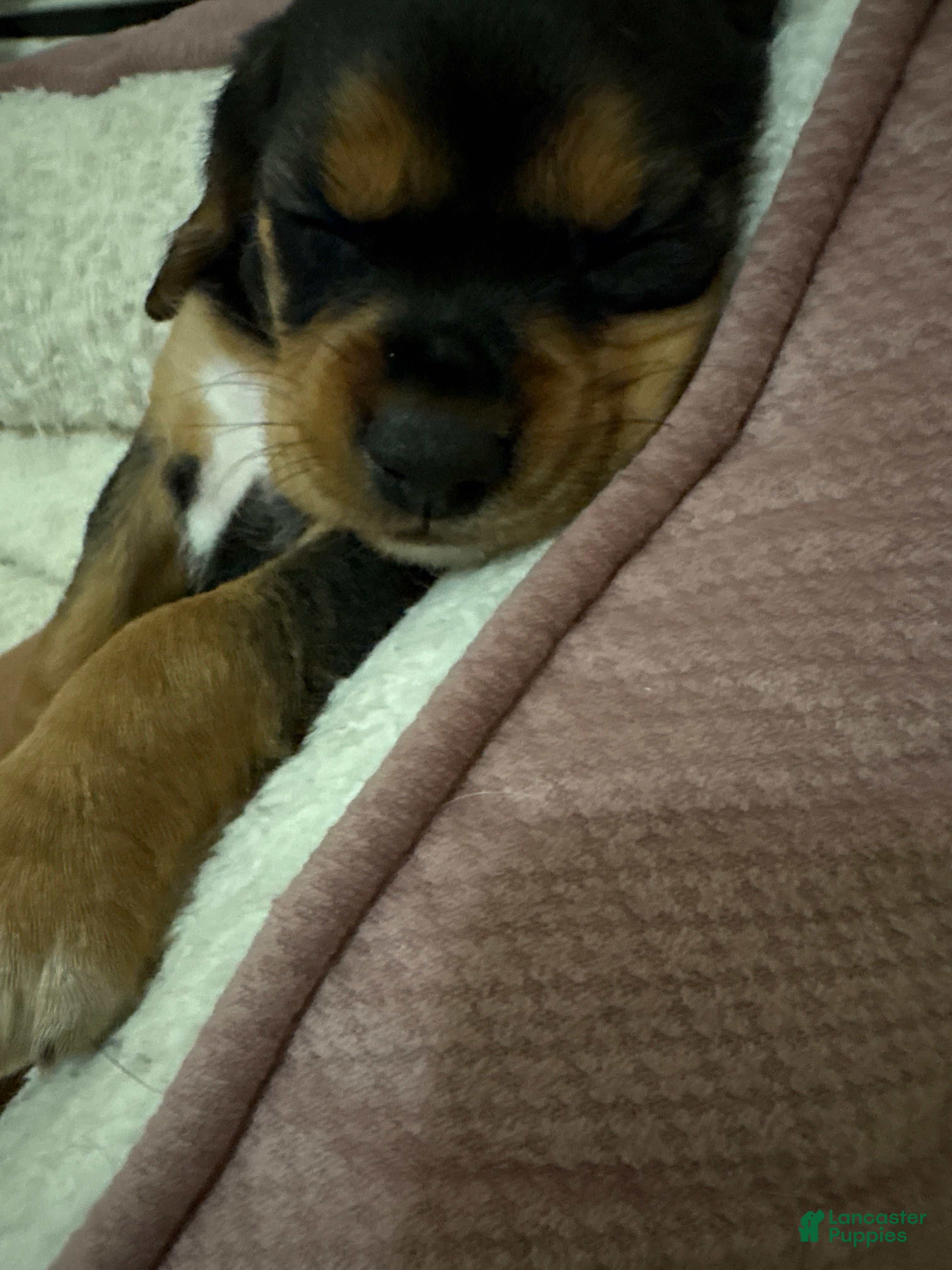 Cocker Spaniel dogs for sale: Cocker Spaniel Puppy 5 - Ad 4