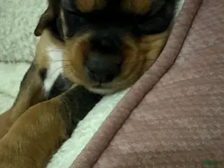 Cocker Spaniel dogs for sale: Cocker Spaniel Puppy 5 - Ad 4