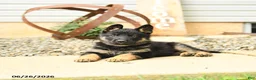 German Shepherd dogs for sale: Luke - Ad 2