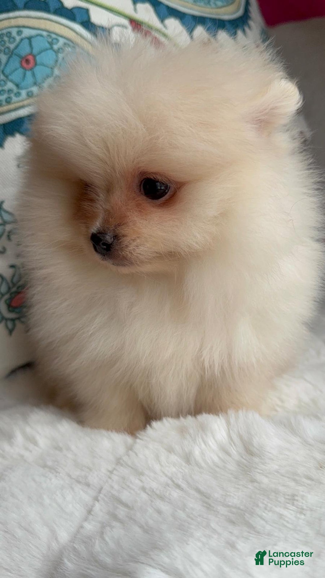 Pomeranian dogs for sale: Pomeranian Puppy Daisy - Ad 7