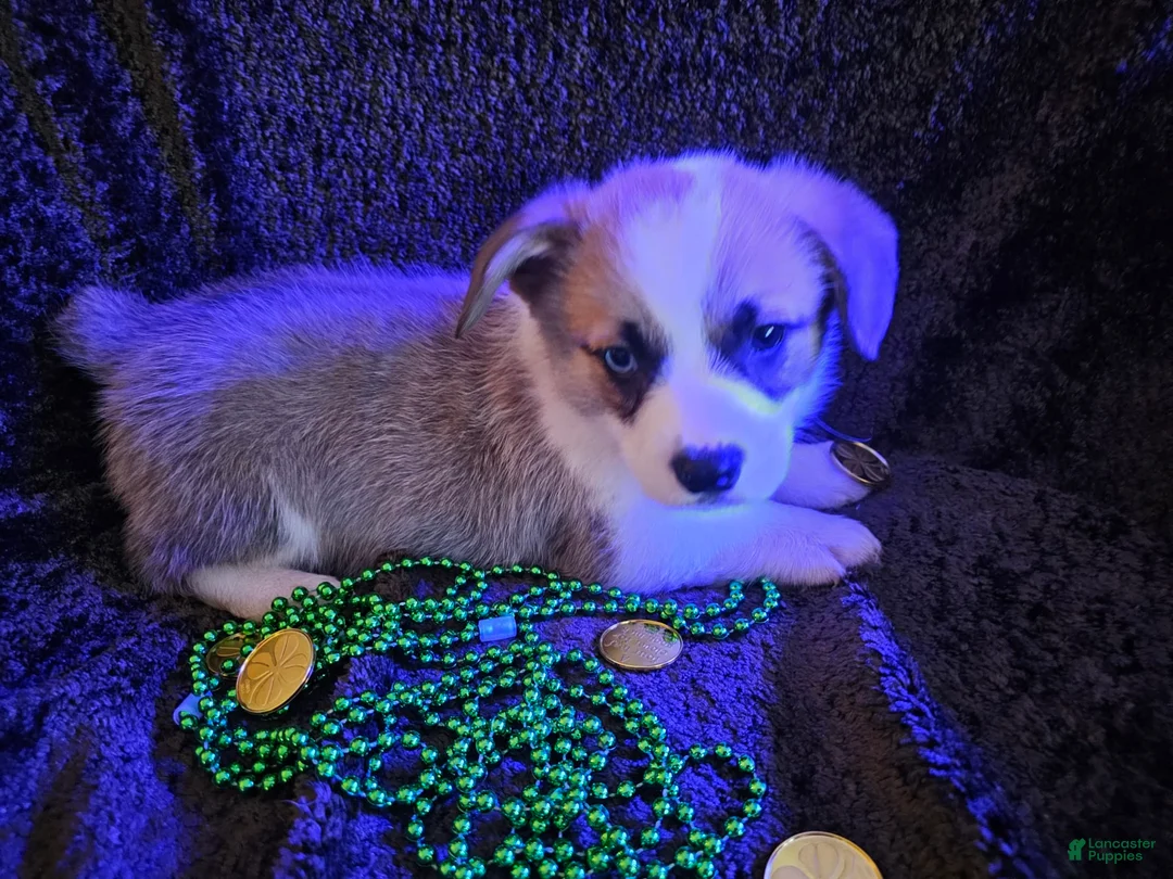 Gallery Image {{count}}