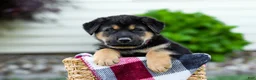 Sheprador dogs for sale: Boone - Ad 2