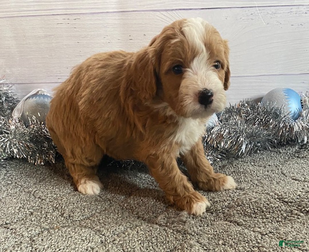 Mini Bernedoodle dogs for sale: Shadow - Ad 6