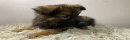 German Shepherd dogs for sale: Sierra - Ad 4