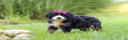 Mini Bernedoodle dogs for sale: Spree - Ad 5