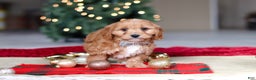 Cavapoo dogs for sale: Ollie - Ad 5