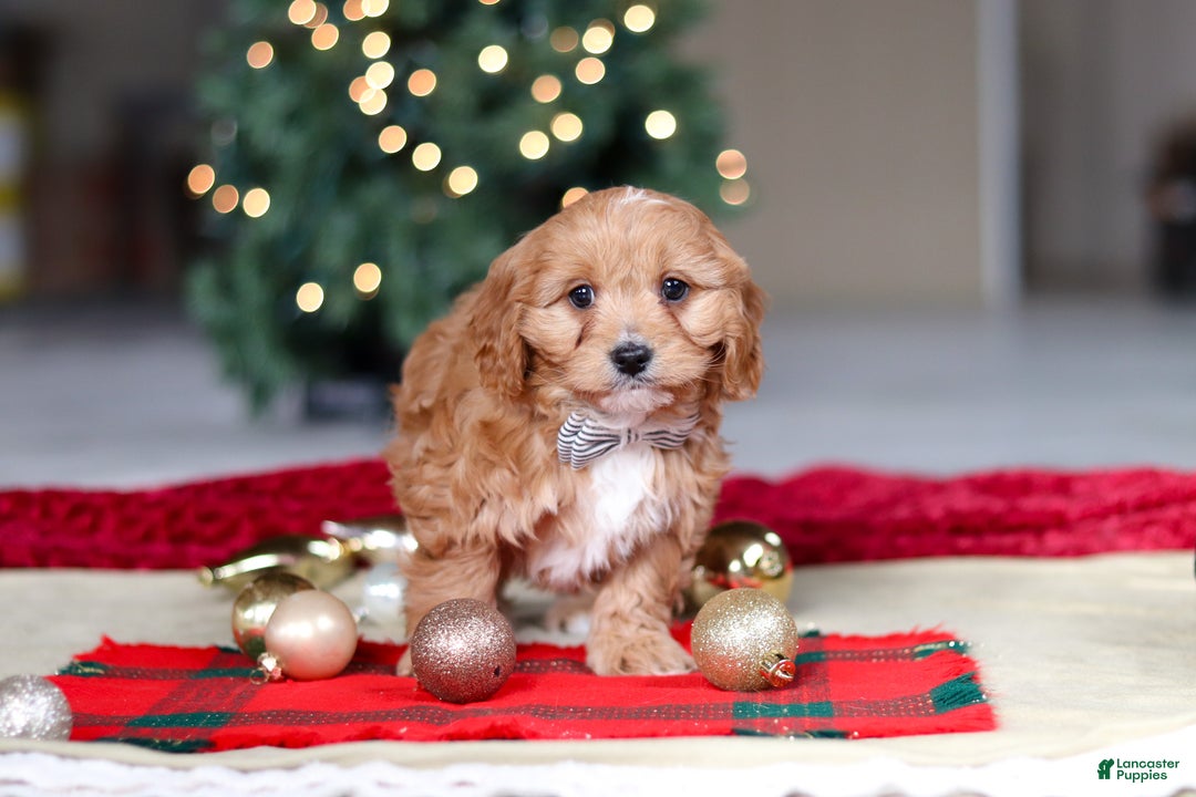 Cavapoo dogs for sale: Ollie - Ad 5