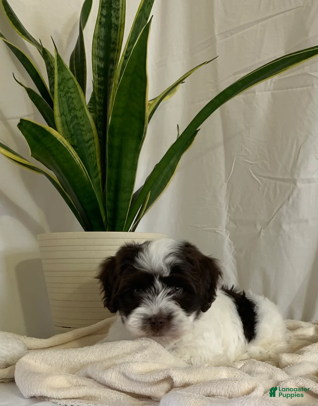 Havanese dogs for sale: Jake Havanese Puppy  - Ad 2