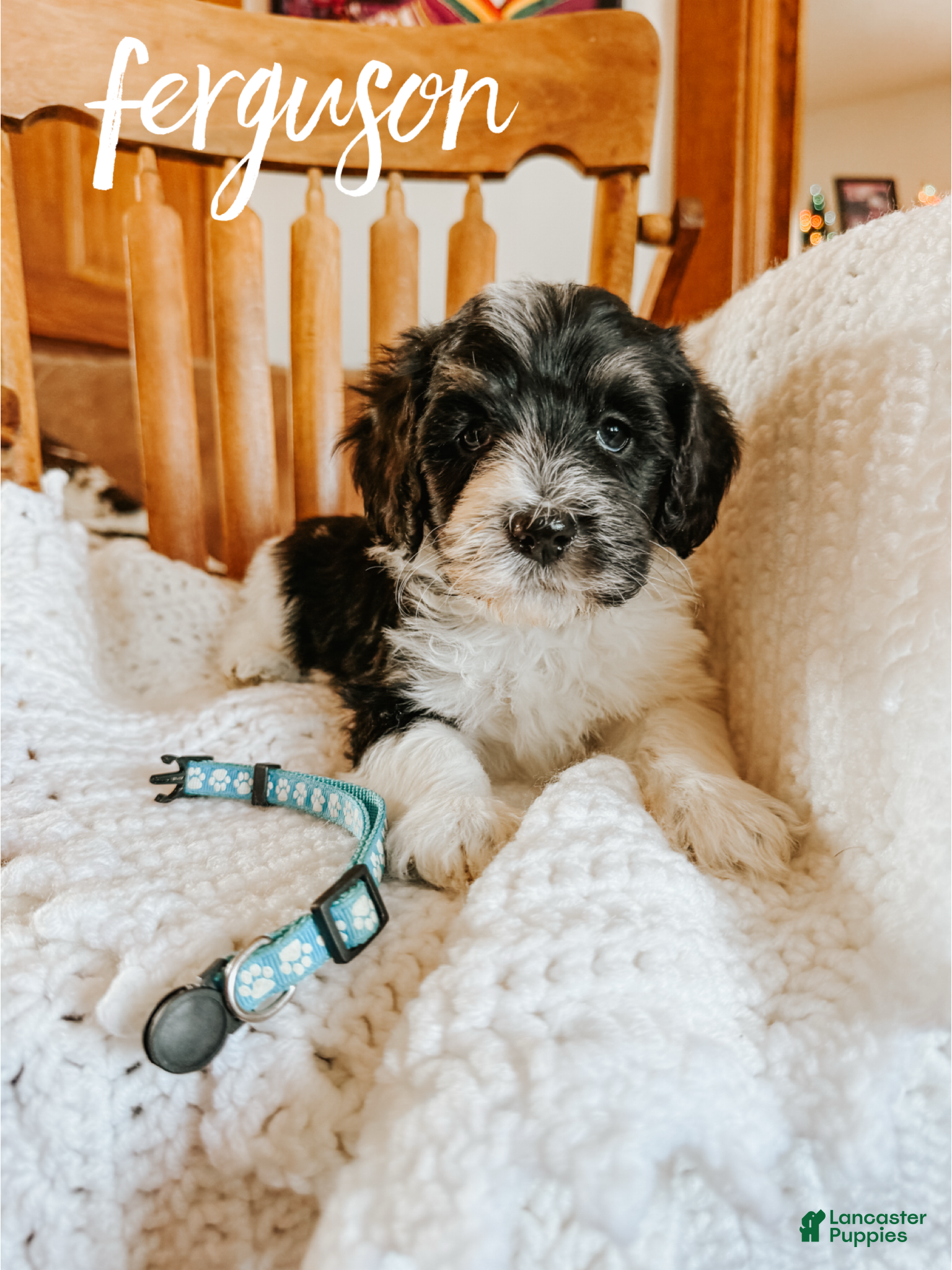 Mixed Breed dogs Ferguson - Ad 19