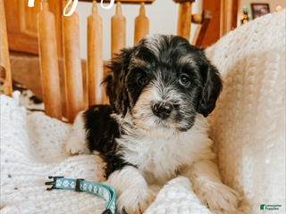 Mixed Breed dogs Ferguson - Ad 19