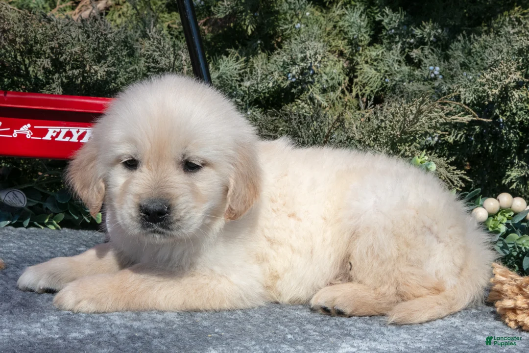 Golden Retriever dogs for sale: Monty - Ad 3