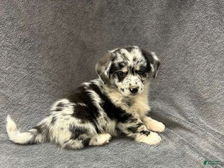 Mixed Breed dogs Mixed Breed winston - Ad 21