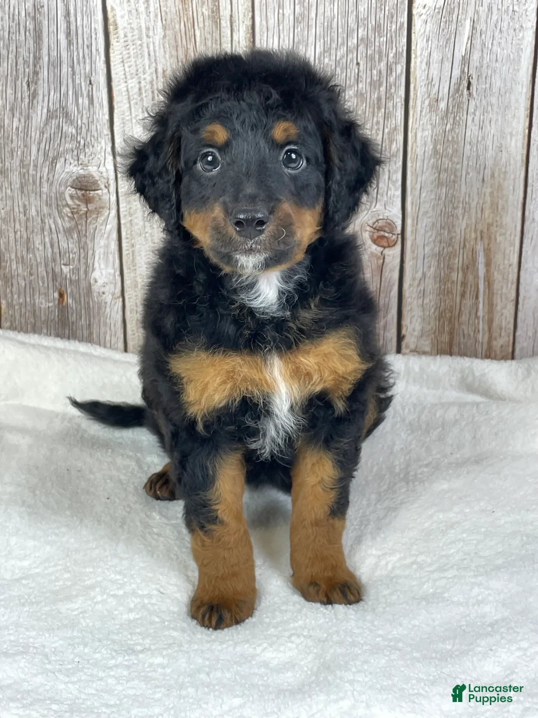 Mini Bernedoodle dogs for sale: Coco Mini Bernedoodle  - Ad 3