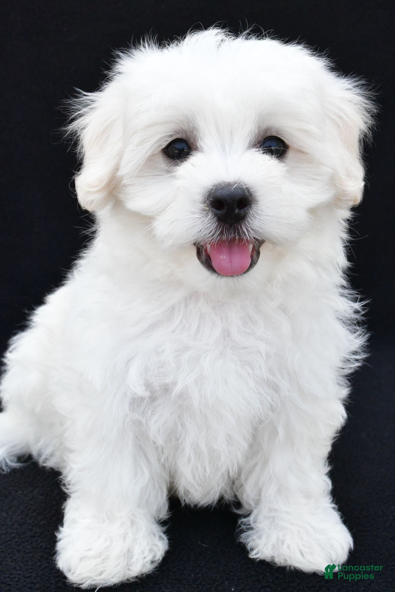 Maltese dogs Bo - Ad 1