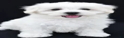 Maltese dogs for sale: Bo - Ad 1