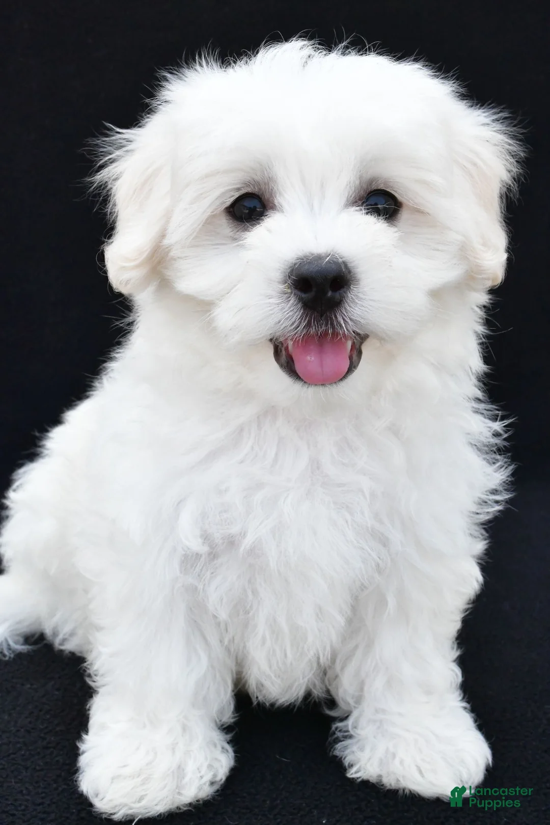 Maltese dogs for sale: Bo - Ad 1