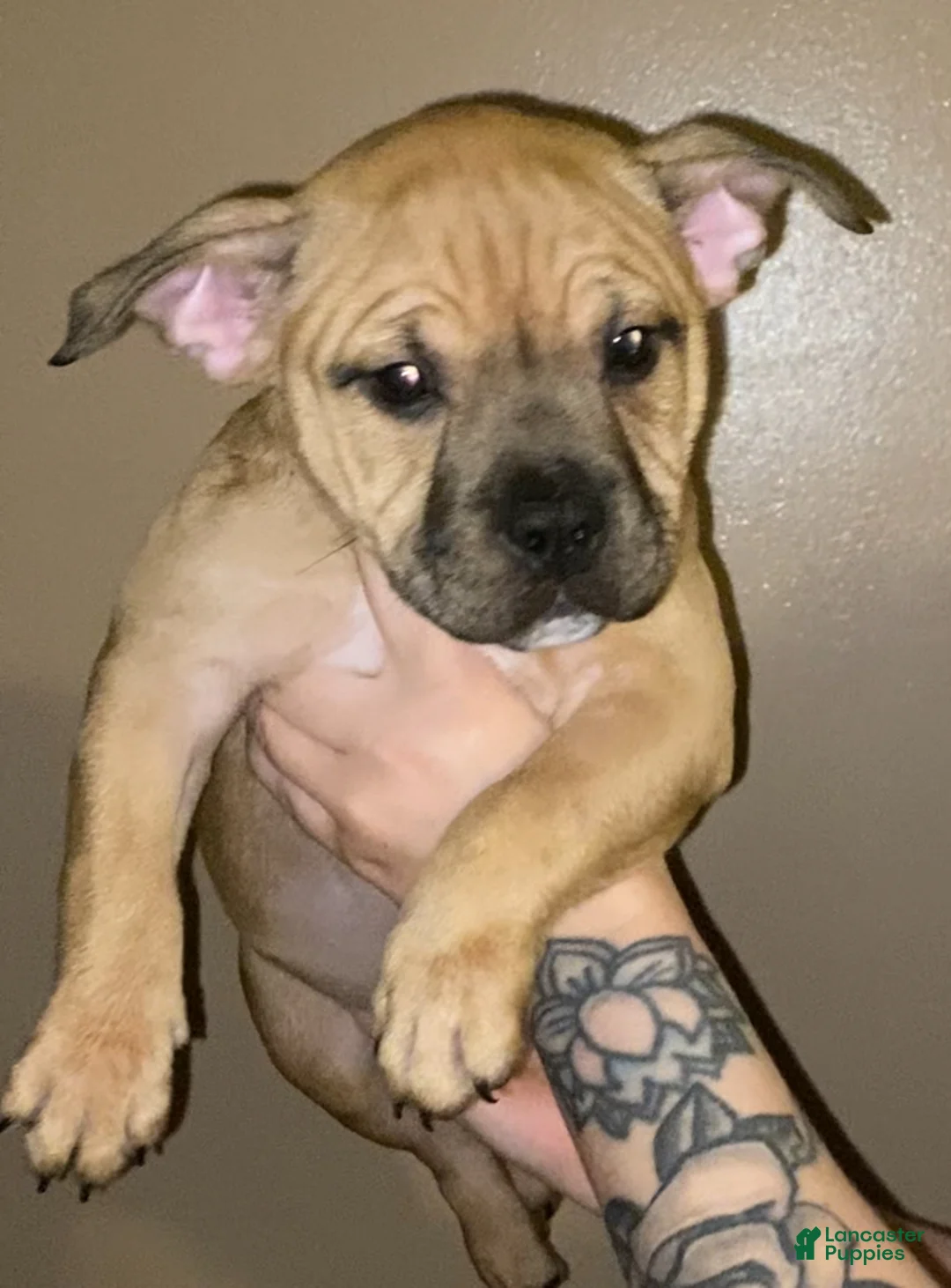 American Bully dogs for sale: Isabelle - Ad 1