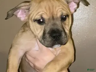 American Bully dogs Isabelle - Ad 11