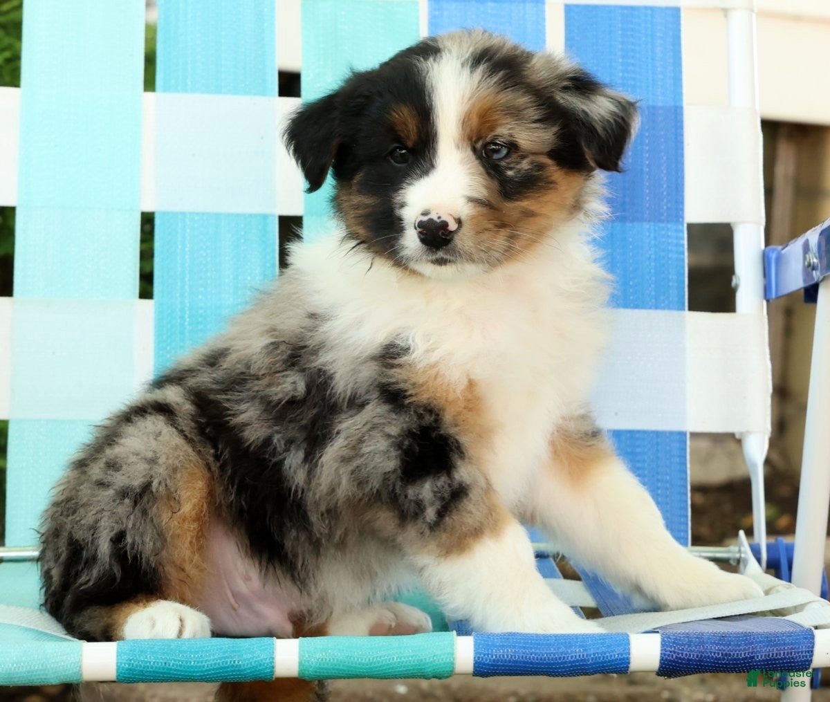 Australian Shepherd dogs for sale: Chip - Ad 8