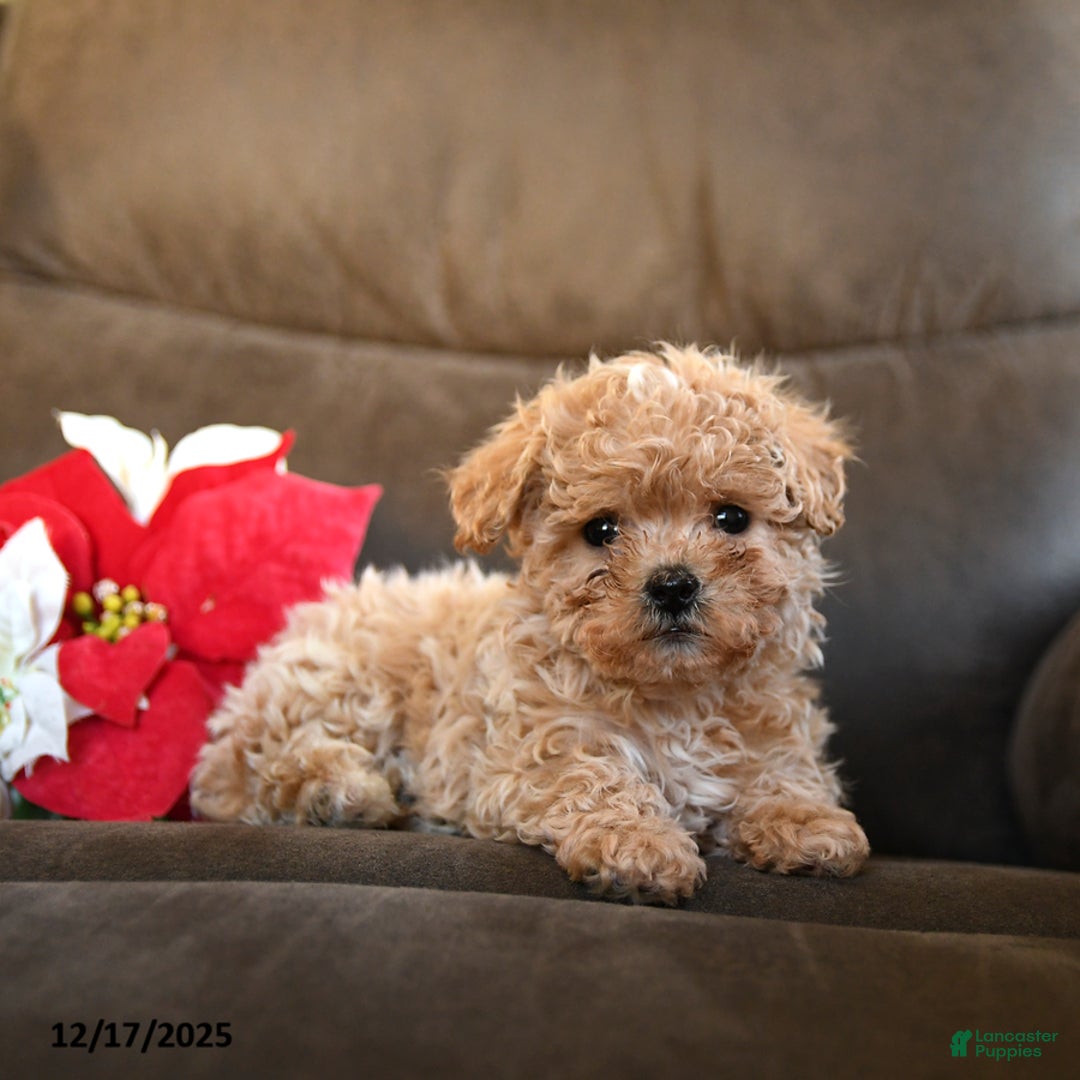 Teddy Bear dogs for sale: Lollipop - Ad 3