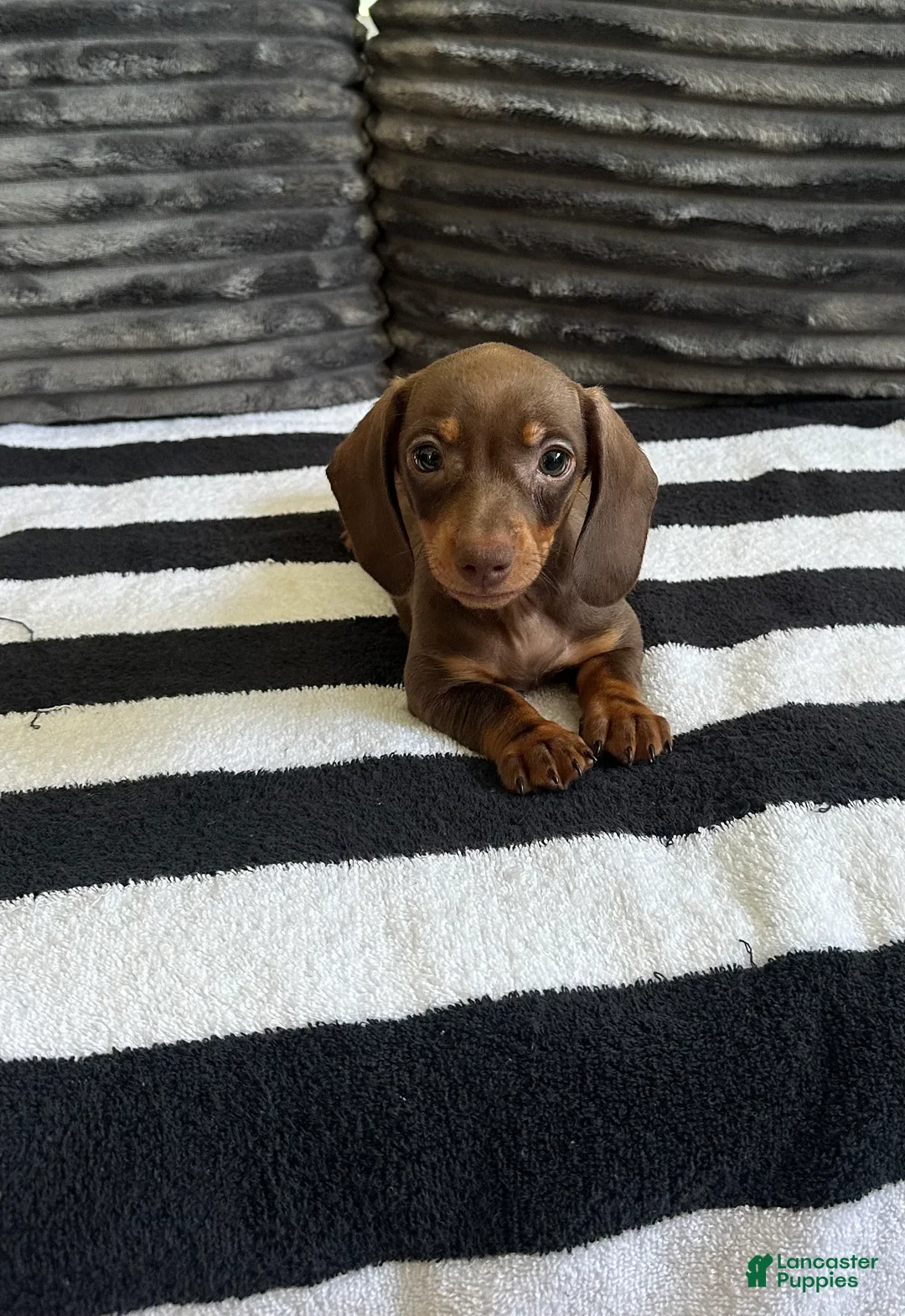 Dachshund dogs for sale: Jenny  - Ad 1