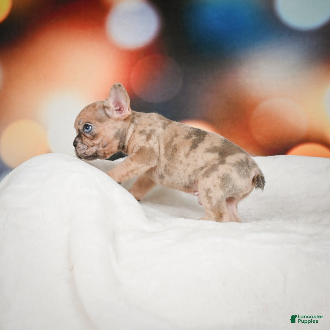 French Bulldog dogs for sale: Zeus - Ad 6