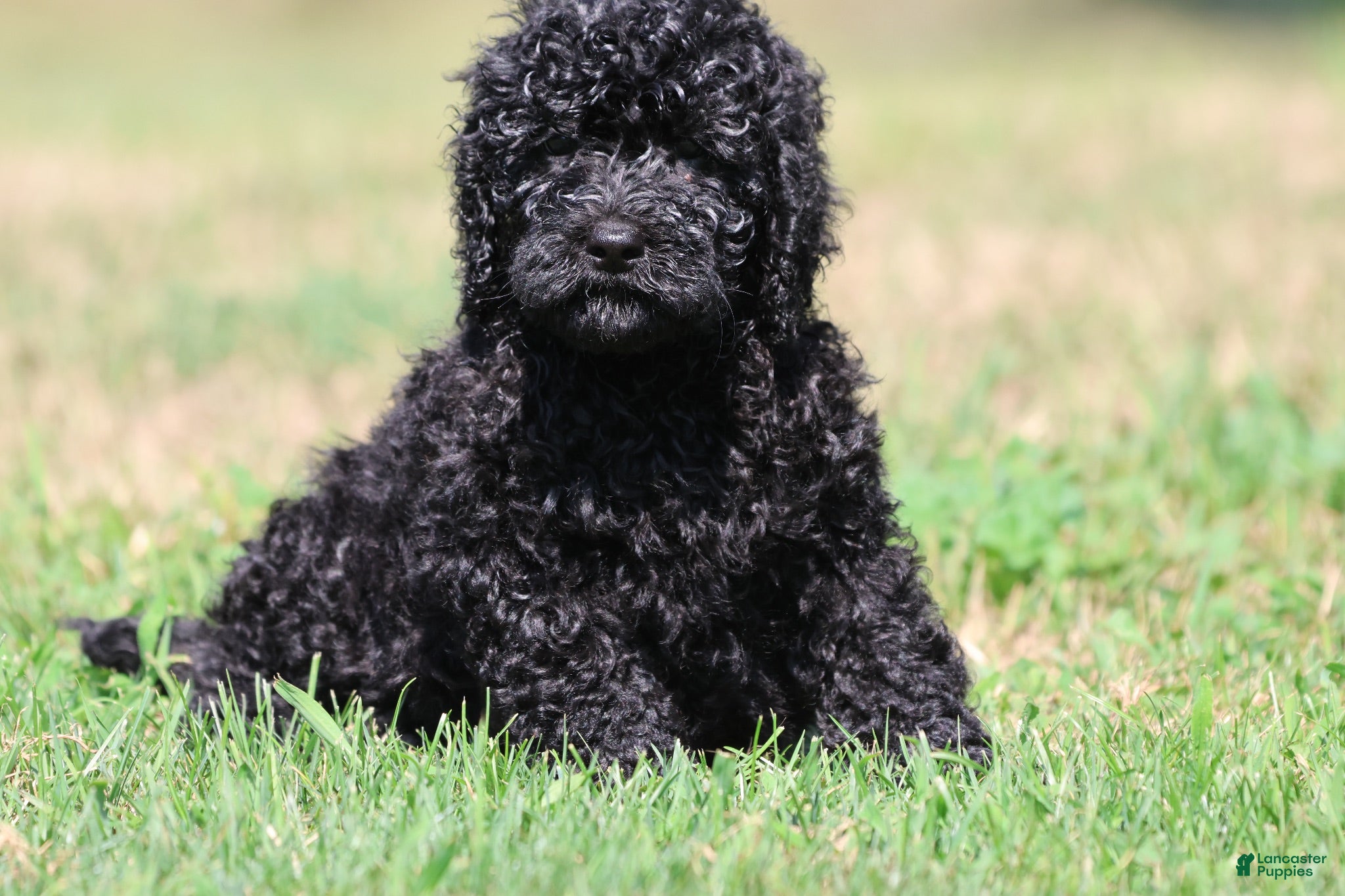 Mini Bernedoodle dogs Raven - Ad 1