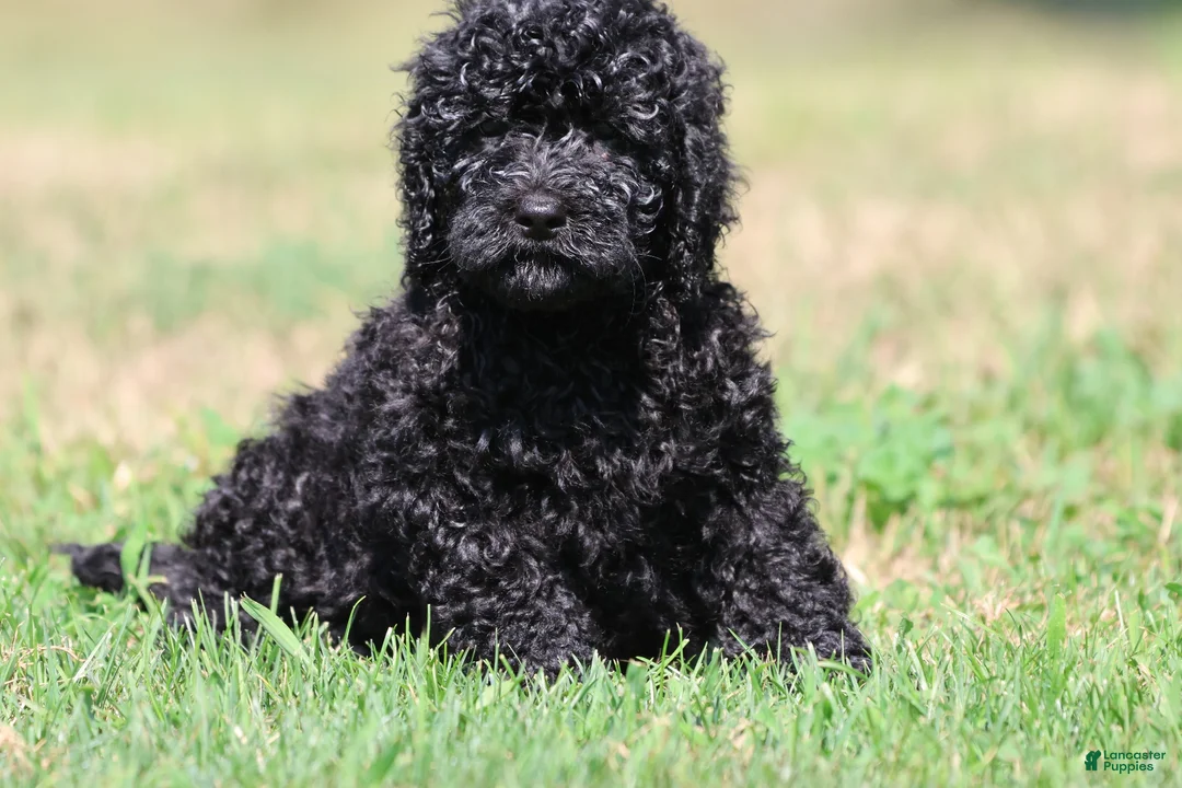 Mini Bernedoodle dogs for sale: Raven - Ad 1