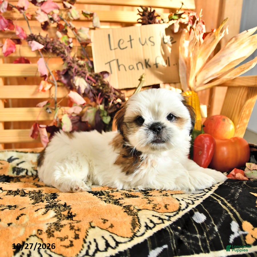 Shih Tzu dogs for sale: Dallas - Ad 1