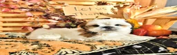 Shih Tzu dogs for sale: Dallas - Ad 1