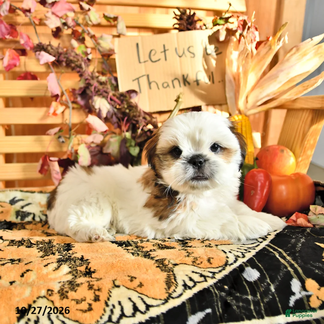 Shih Tzu dogs for sale: Dallas - Ad 1