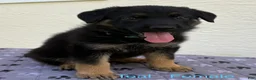 German Shepherd dogs for sale: Rosalina - Ad 3