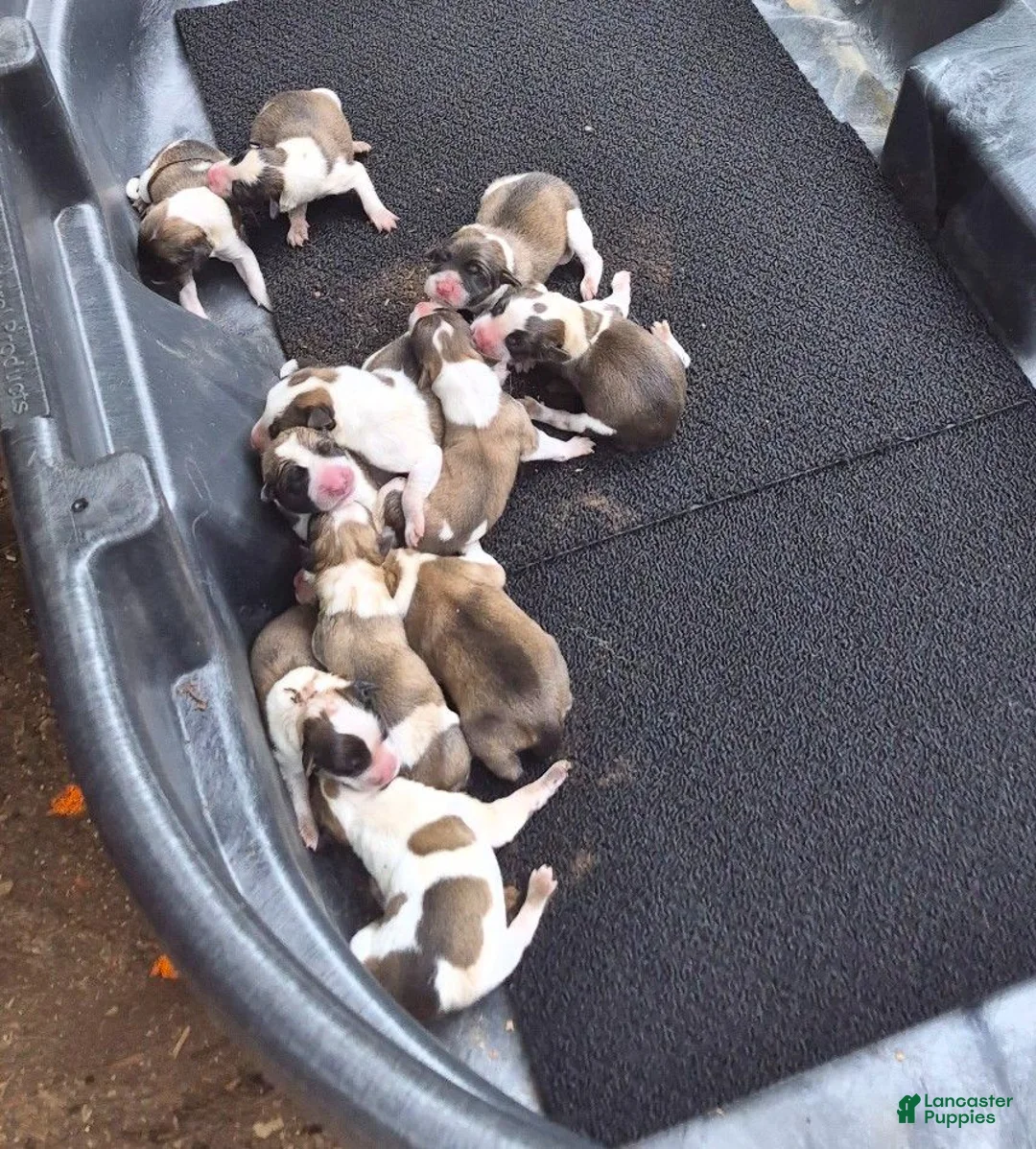 Mixed Breed dogs for sale: Orange Boy - Ad 9