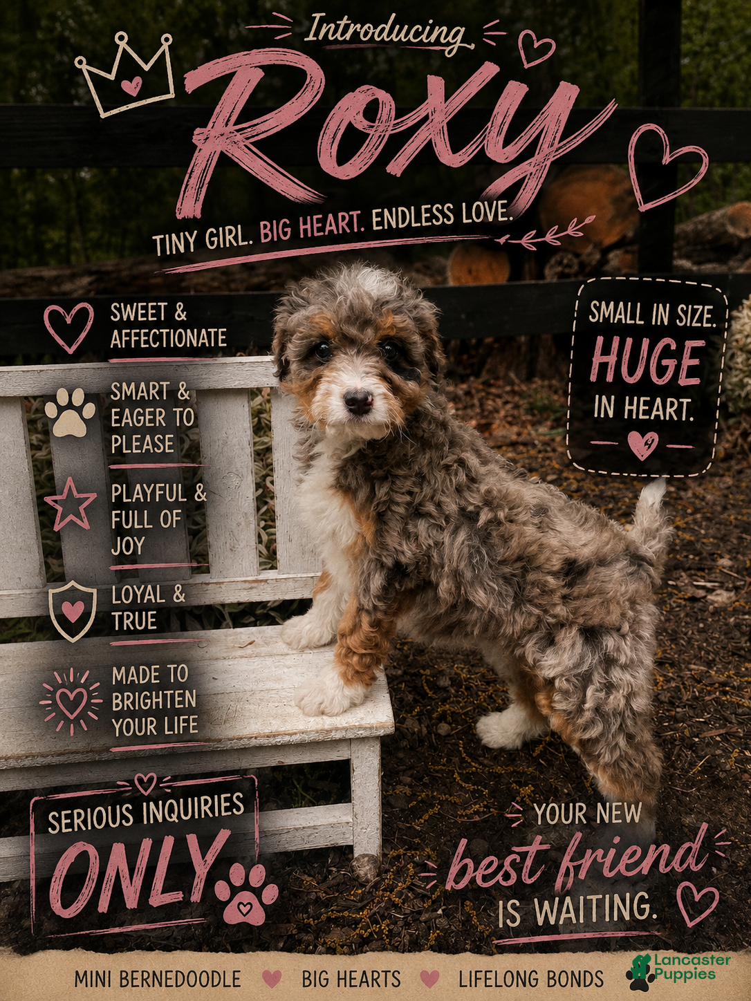 Mini Bernedoodle dogs Roxy - Ad 1